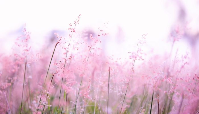 Lavender fields